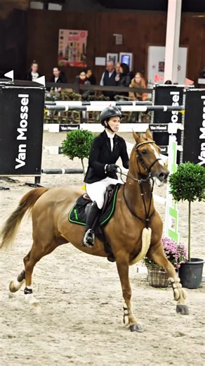 Hans Dings Horses on Instagram: "Ivory 🧡 #horses #horselife #horsesofinsta #jumper #horsephotograpy #chestnut #mare"