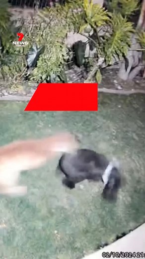 22K views · 72 reactions | A home security camera has captured the moment a mountain lion attacked a pet dog in the backyard of a family home in Los Angeles, in the US. The dog is now recovering. #lionattack #dogfight #cctv #LosAngeles #7NEWS | 7NEWS Australia | Facebook