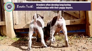 114K views · 3.5K reactions | If you're a responsible breeder or if you've worked with one, you know this to be true. #Breeders101 #AKCBreeders | American Kennel Club | Facebook
