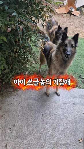 Large dog owner with a split personality #dogmom #dailylifeoflargedogs #Gyeongsangdowoman