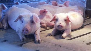 919K views · 3.3K reactions | Connect your food to the farm. Join Momables on a tour of a modern pig farm. | U.S. Farmers & Ranchers in Action | Facebook