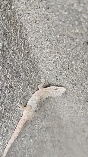 FAST Lizard Movements Caught On Camera?