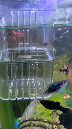 Cajun Nana Cat on Reels