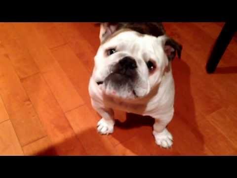 Ever heard a English bulldog bark this much ?