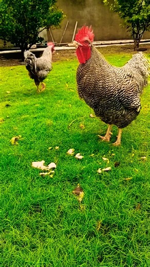 Plymouth rock Rooster feed time #fancypoultry #chicken #roosterfarm #birds #poultryfarming