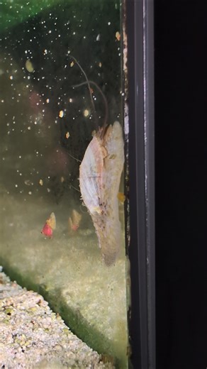 Stomatella snails are quirky little characters #cute #snail #reeftank #nanoreef #saltwateraquarium