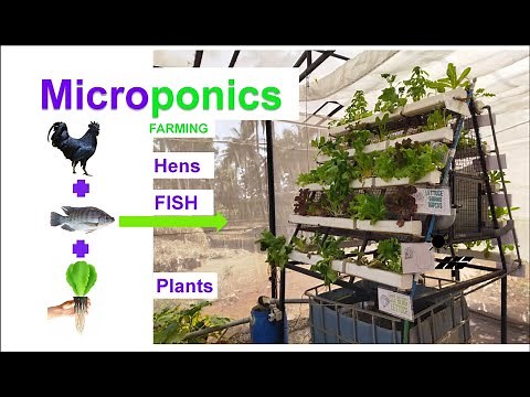 Integrated Chicken, Plants and Fish in Hydroponics | Microponics | Aquaponics | Integrated Farming