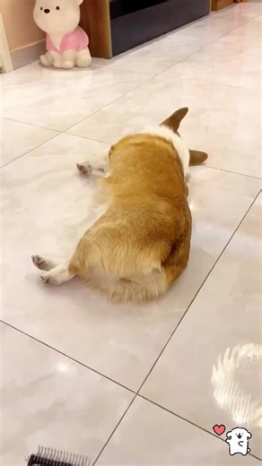 Effective Hair Combing Tips for Cats and Dogs