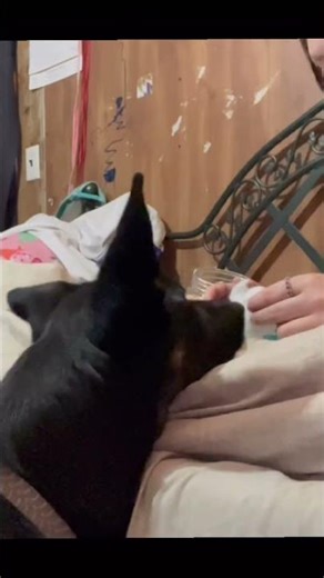 #tasktraining #scenttask #scenttraining #dogs