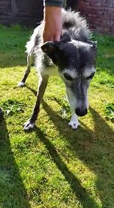 Freshfields Animal Rescue on Reels