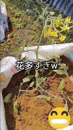 のプラム型ミニトマト「シュガープラム」を、ストレスを与えずに甘く育てる栽培方法のことです。この栽培では、水やりをしながら糖度を高め、完熟採りを徹底することで、フルーツのような甘さで酸味も少なく、皮が