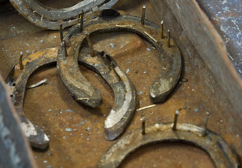 How to remove a horse shoe: simple step-by-step guide - Horse & Hound