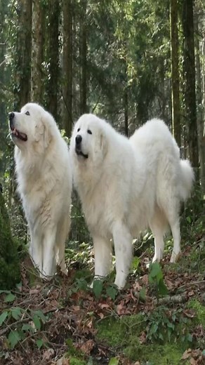 Great Pyrenees: Mountain Dog Guide
