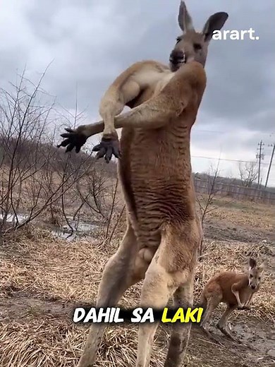 Roger the Kangaroo: The Legendary “Bodybuilder” of Australia!