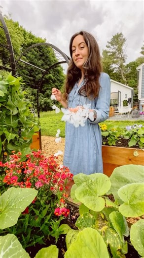 597K views · 8.6K reactions | Keeping cabbage moths off my brassica 復...