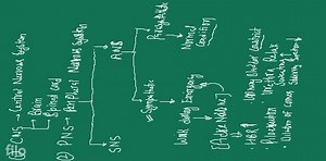 The afferent nerve fibres transmit impulses from tissues/organs... | Filo