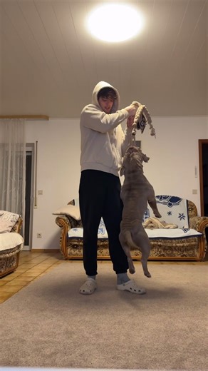 Effective American Bully Training Techniques