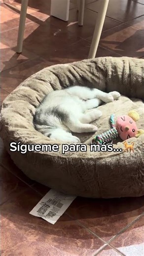 Sueña que lo siguen🐾 #huskysiberiano #perrosgraciosos #perroslindos #perrosoñando#dogofyoutube