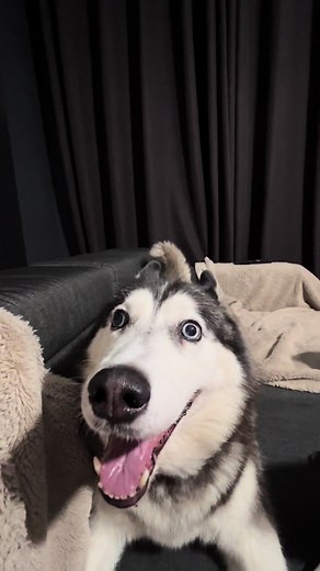 Відео користувача Husky Mishka (@husky_mishka) з композицією «why is so many pretty ppl using this omg - 𓍯𝘳𝘰𝘮𝘺˙ᵕ˙»