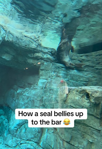 Seal at the Aquarium: A Comedic Encounter