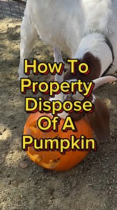 How To Dispose Of Your Pumpkin | Drew Cooks