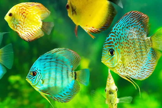 Discus Fish Care Guide & Species Profile