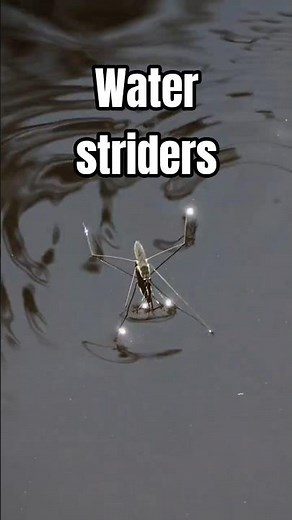 Water Strider Legs Have Never Been Wet — Walking on Water Physics #science #facts