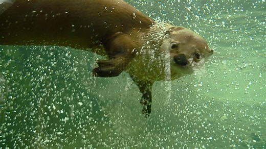 Indiana’s otter trapping season ends days early