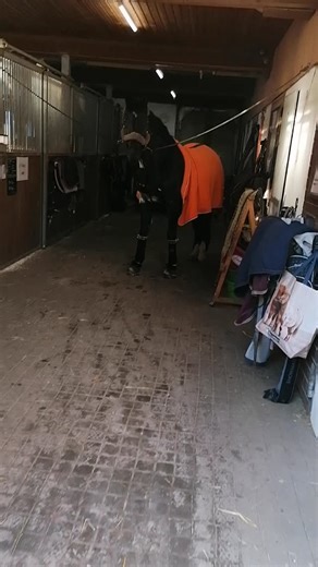 "Dodi van Daagh" 🫶🐴 mit 2 Jahren kamst du zu mir, als kleiner Lauch und bisschen hässlich 🤣🤣🙈zwischenzeitlich bist du stolze 177cm 🍀🥰 wir haben alles gemeinsam gemeistert. Vom Hengst zum Wallach, anreiten 🙈 durch Höhen und Tiefen. Jetzt bist du 7 Jahre, mein bester Freund, Sport Partner und sogar Traumpferd ❤️ immer noch speziell 😅 aber das darfst du sein 😇 ich freue mich auf die weitere Ausbildung mit dem besten Trainer 🍀🥰 ohne Stress, viel Lob und Geduld, selten hatte ich so ein Pf