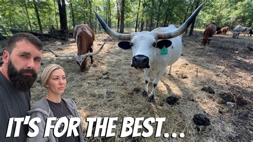 19K views · 1.1K reactions | Sold Our Herd... | Doss Farms | Facebook