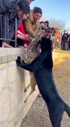 Deer vs. Panther Showdown at the Zoo! 🦌🐆 #ZooLife #AnimalEncounters #WildlifeDrama
