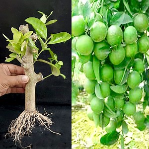713K views · 21K reactions | How to grow Lemon tree from cuttings Easily for FREE / Cuttings Propagation | Rana Craft | Facebook
