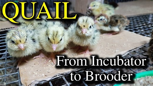Hatching quail eggs & brooding coturnix chicks with tips
