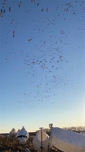SPRING CONSERVATION SNOW GOOSE HUNTS 2026 Location: Mound City, Missouri Price: $350/hunter per day What’s included: ▪️All day hunting ▪️migrator spreads as well as feed spread on 15,000 acres ▪️lodging at our comfortable lodge ▪️breakfast/lunch/dinner provided ▪️bird cleaning/storage Come hunt with some of the best in the area with proven success! Thousands of acres in every direction of the refuge to the Iowa line. Monster spreads of @skyflydecoysmedia with @snowsdownlow e-callers with rotarie