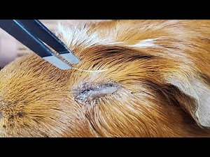 Hay Poke Removal in a Guinea Pig - Wow!