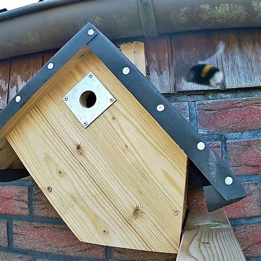 #kohlmeise und #hummel am #nistkasten - Sumsebrumse