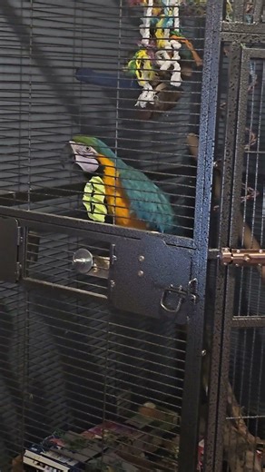 Macaw parrot screaming #parrot #macaw