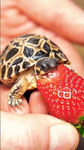 Turtle vs Tortoise – The difference will surprise you! 😲
