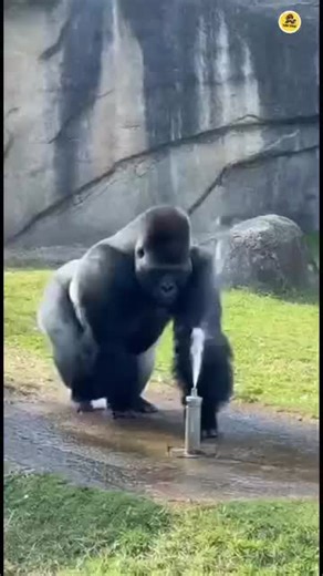 Zoo Sprinkler Pranks Silverback Gorilla #ai #wildlife #animals #foryoupage
