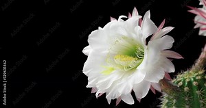 Spectacular Blooming Cactus Flower on black background. This beautiful wild cactus blooms once a year for 24 hours.