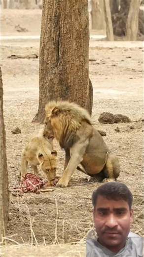 Best Valog 🦁 Lioness Tricks Male, Watch the Full Video to See What he Does #lion #animals #wildlife