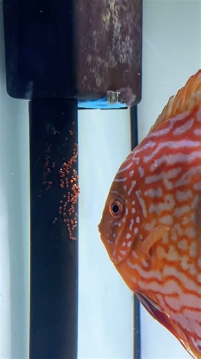 A dedicated Discus pair✨#discus #fish #breeding #pair #aquarium #discusfishtank #tank
