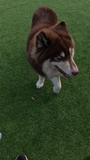 Dog Training Tips with Yuki!