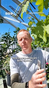 How to have big bunches of grapes by the end of summer! 🍇 Watch Beechgrove Garden on BBC iPlayer #BeechgroveGarden #Gardening #GardeningTips #Grapevine Via BBC Scotland | BBC Radio Scotland