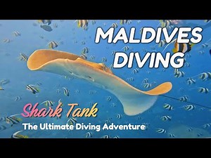 Shark Tank Diving: The Ultimate Maldives Adventure 4k