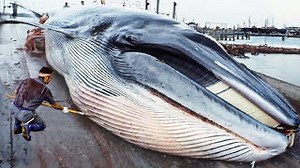 Japanese Traditional Whaling - Whale Cutting Skill in Japan - Whale meat Processing