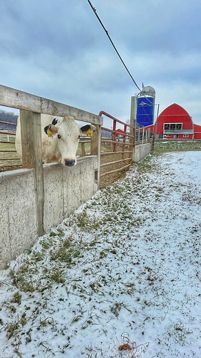 What you need to know about milk: 🥛All milk, both conventional and organic, is a nutrient powerhouse. One glass provides 8 grams of protein, 13 essential vitamins and minerals, making it one of the most nutritious foods available. 🥛All milk, both conventional and organic, is antibiotic free. Dairy farmers use antibiotics only when warranted and follow strict withdrawal periods. Milk is tested for antibiotics several times before processing to ensure your safety. 🥛All milk, both conventional a