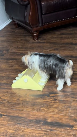 Luca’s Favorite Dog Food Toy: A Must-Have for Puppies