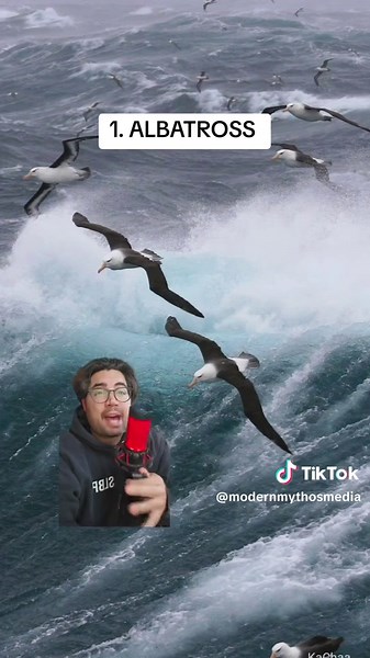 Understanding Rare Patronuses in Harry Potter Lore