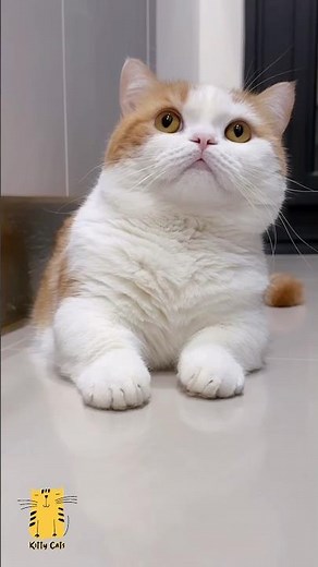 Every Cat Reacted Differently… Which One Wins? 😻 #shorts #funny #cats
